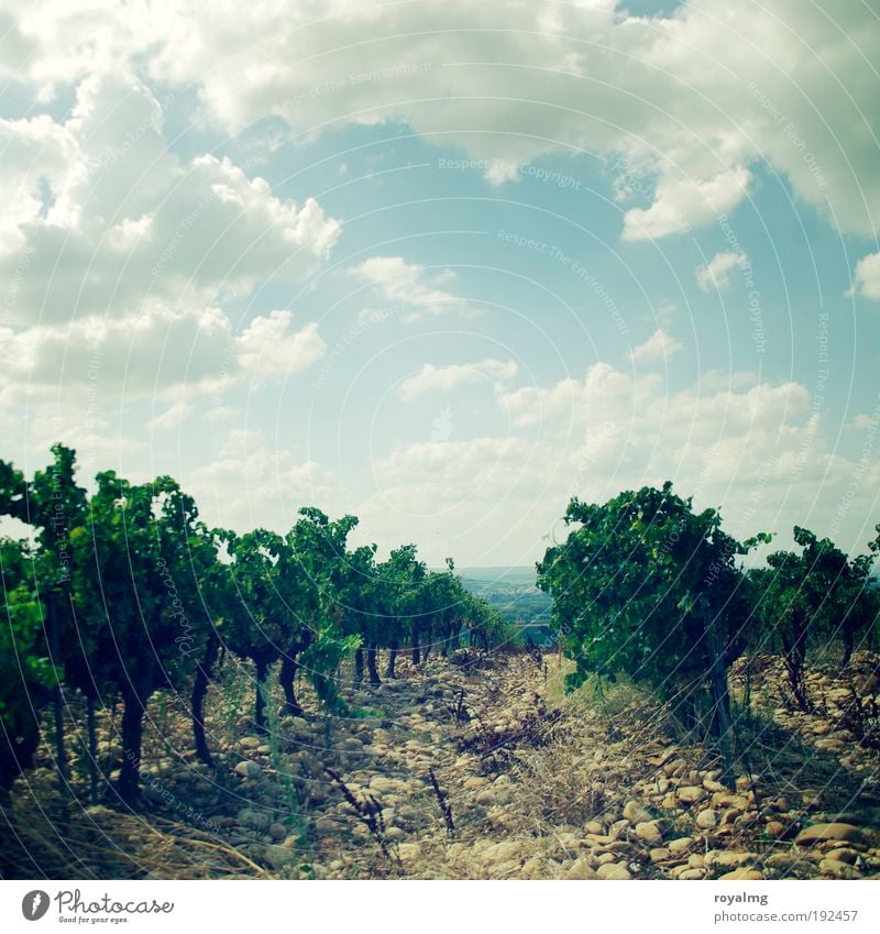 Châteauneuf-du-Pape Summer Summer vacation Sun Sky Clouds Plant Agricultural crop Authentic Wine growing Vineyard Bunch of grapes Vine leaf Grape harvest