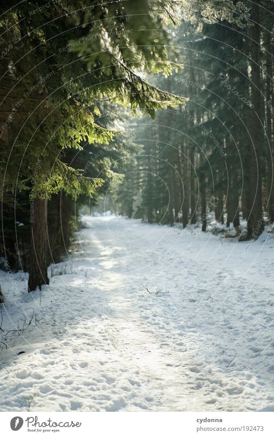 Non-slip? Well-being Relaxation Calm Trip Winter vacation Hiking Environment Nature Landscape Climate Beautiful weather Ice Frost Snow Tree Forest Loneliness