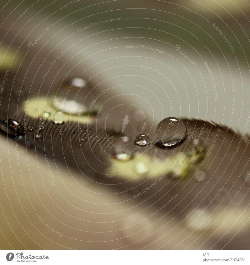 Spring bead Water Drops of water Esthetic Elegant Fluid Fresh Glittering Cuddly Small Near Wet Beautiful Gloomy Soft Yellow Gray Silver Power Protection Feather