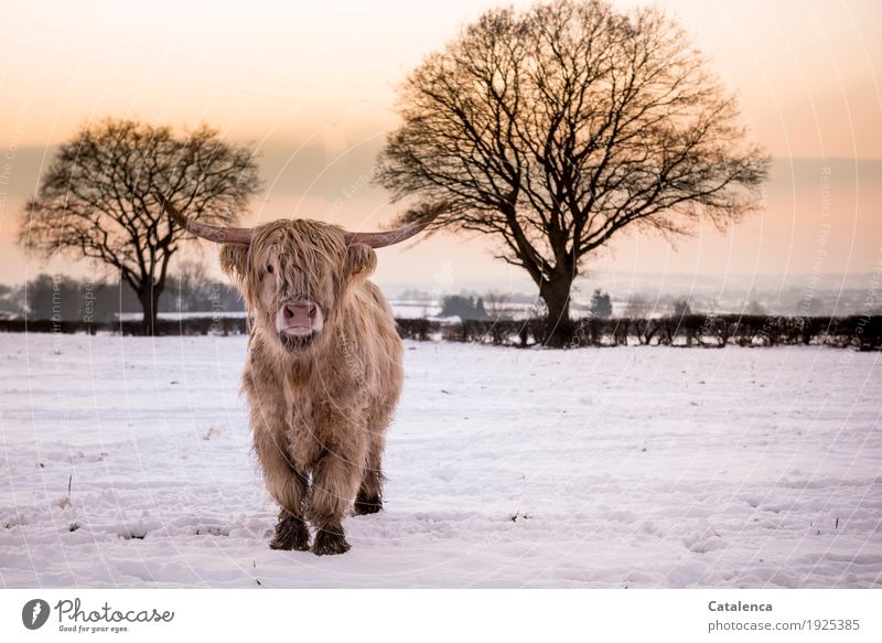 Great climate | winter coat. Scottish highland cattle in winter landscape with trees Nature Landscape Plant Animal Sky Horizon Sunrise Sunset Winter Climate