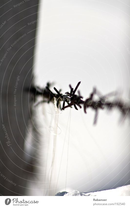 prickly snow Ice Frost Snow Italy Deserted Barbed wire Aggression Old Exceptional Hideous Historic Anger Dolomites South Tyrol Iron Wood