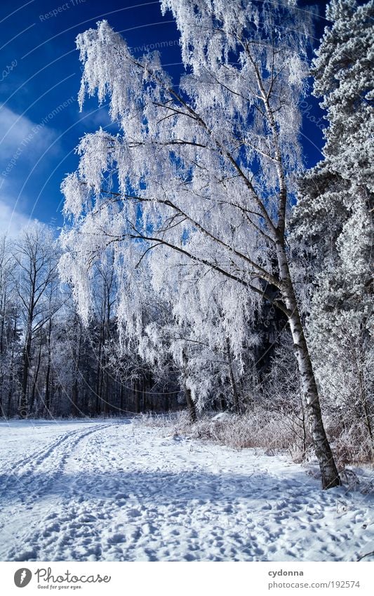 The last winter photo Well-being Relaxation Calm Trip Far-off places Freedom Winter vacation Hiking Environment Nature Landscape Sky Climate Beautiful weather