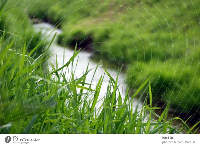 grass whispering Plant Water Summer Grass Meadow River bank Deserted Calm Authentic Relaxation Banks of a brook Brook Green Green space Colour photo