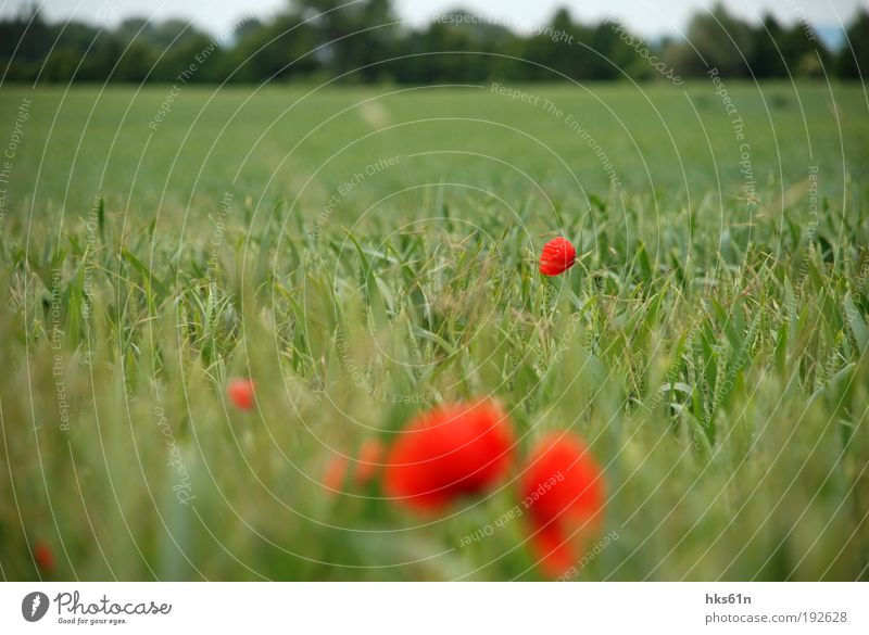 poppy landscape Beautiful Life Harmonious Well-being Contentment Relaxation Calm Fragrance Cure Trip Freedom Summer Summer vacation Thanksgiving Ride Nature