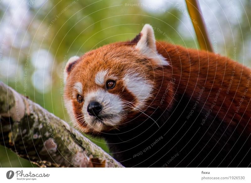 red panda Nature Animal Wild animal Pelt Zoo Happy Joie de vivre (Vitality) Colour photo Exterior shot Deserted Day Blur Deep depth of field Portrait photograph