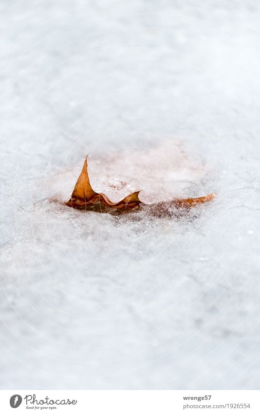 immured Nature Plant Winter Ice Frost Leaf Pond Freeze Firm Fresh Cold Near Wet Natural Dry Brown White Calm Self Control Endurance Claustrophobia Lake Frozen