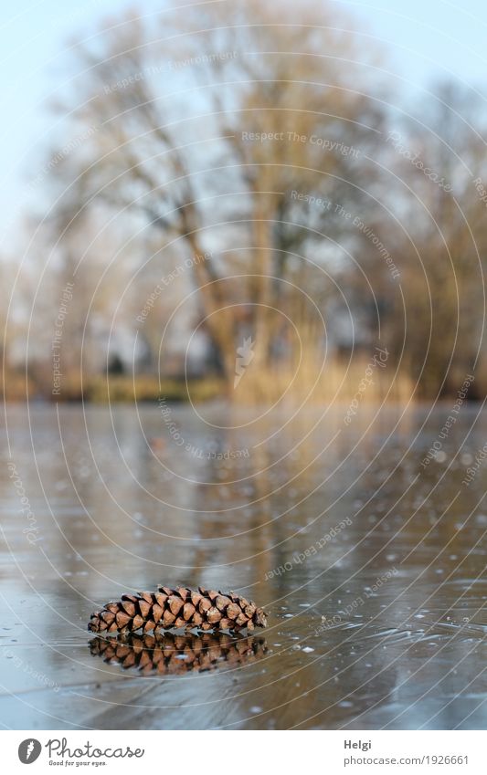 Frozen Environment Nature Landscape Plant Winter Beautiful weather Ice Frost Tree Wild plant Common Reed Cone Lakeside Freeze Lie Stand Authentic Uniqueness