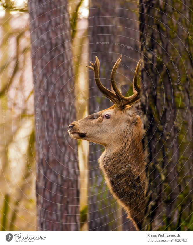 looking away Environment Nature Animal Autumn Winter Tree Forest Animal face Zoo Red deer Deer Bull 1 Observe Looking Wait Esthetic Brown Green Hunting Prey