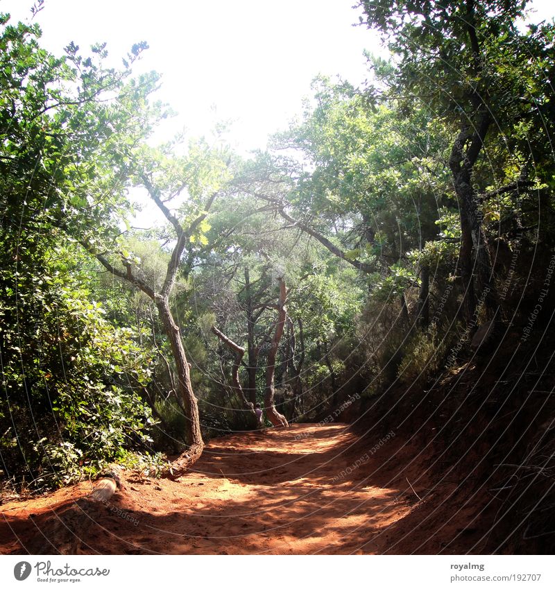 Ochre of Roussillon Tourism Trip Far-off places Freedom Safari Expedition Summer Summer vacation Sun Calm Target Ochre rocks Provence France Forest Shadow