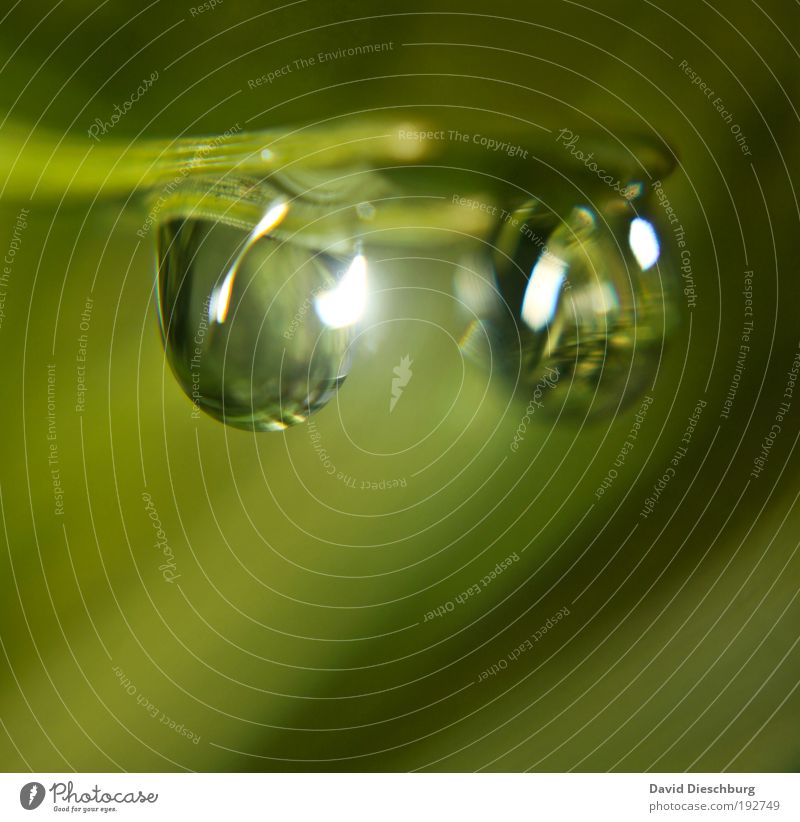 Not alone Life Harmonious Nature Plant Drops of water Spring Green Silver 2 Dew Wet Colour photo Exterior shot Close-up Detail Macro (Extreme close-up) Day