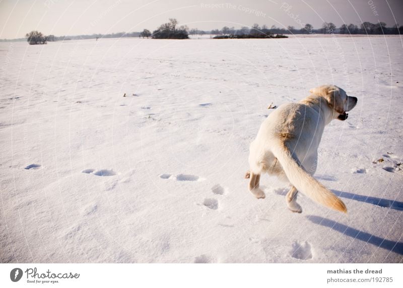 ALWAYS FOLLOWING IN THE FOOTSTEPS Environment Nature Landscape Sky Cloudless sky Horizon Sun Winter Beautiful weather Ice Frost Snow Meadow Field Animal Pet Dog