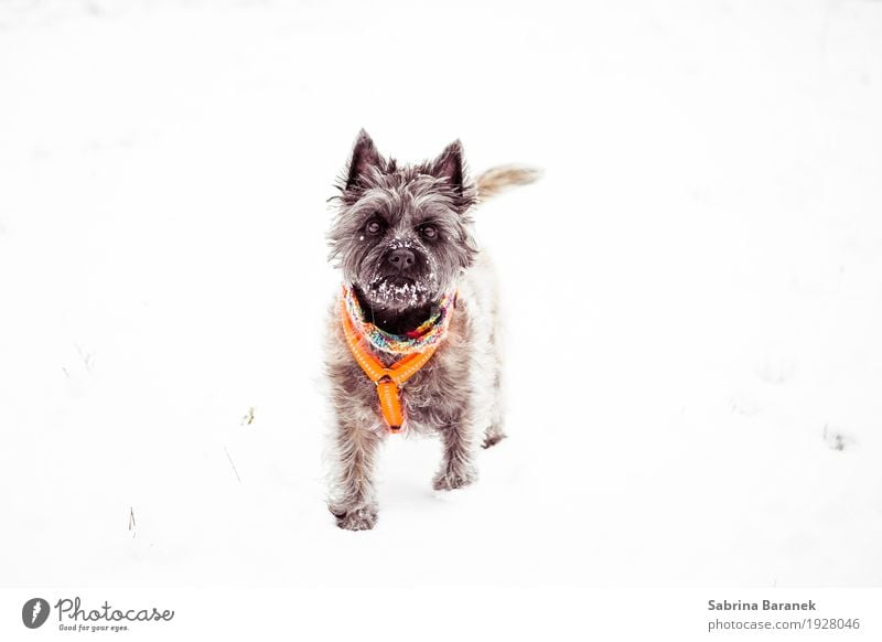 Cairn Terrier in the snow Animal Pet Dog Animal face Pelt Paw 1 Walking Playing Esthetic Cool (slang) Cold Cuddly Small Funny Curiosity Positive Rebellious