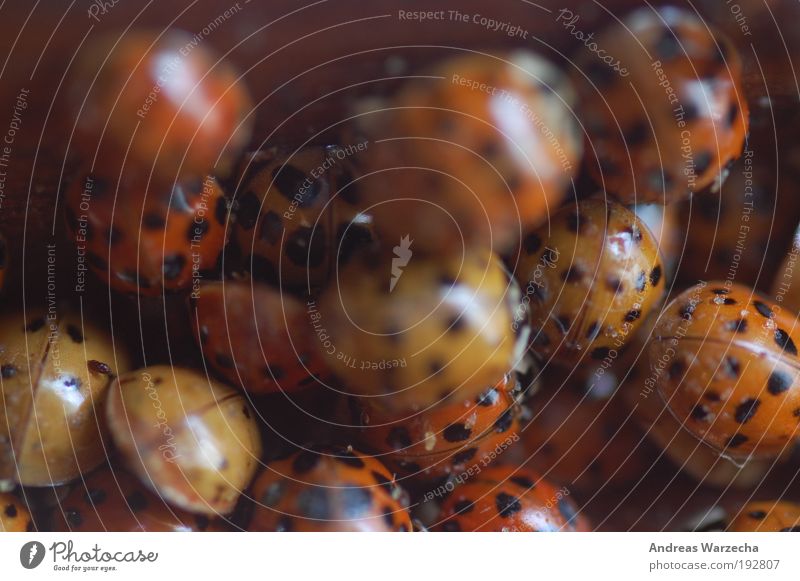 Ladybird Assembly Animal Beetle Insect Group of animals Twilight Multicoloured Red Black Colour photo Interior shot Close-up Detail Macro (Extreme close-up)