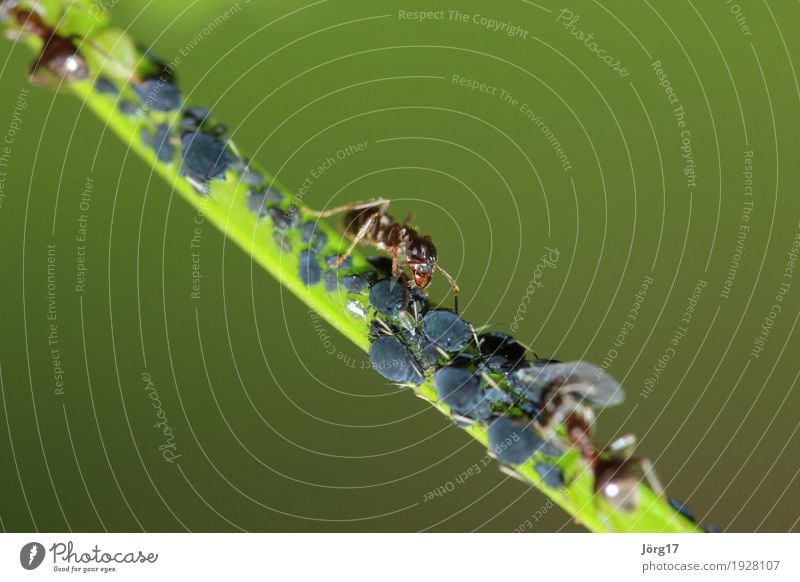 ant Animal Wild animal Ant Insect Greenfly Nature Close-up Macro (Extreme close-up)