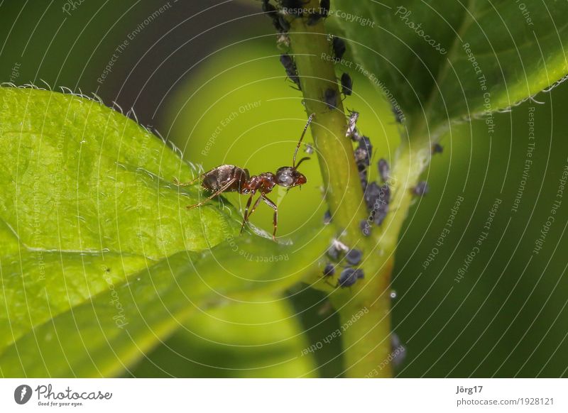 ant Nature Animal Wild animal Ant Insect Greenfly Close-up Macro (Extreme close-up)