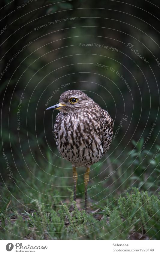 plover Environment Nature Grass Moss Garden Park Meadow Animal Wild animal Bird Animal face Cape stone curlew 1 Near Natural Colour photo Exterior shot Day