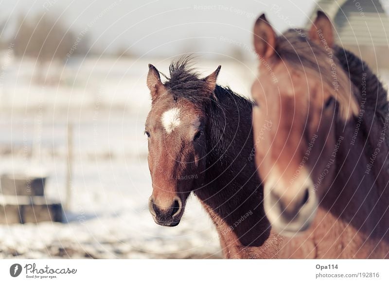 Ross (Anthony) Animal Farm animal Horse 2 Herd Pair of animals Feeding Cool (slang) Elegant Wild Blue Brown Black White "Fur steed stallion Mane hair Gaul"