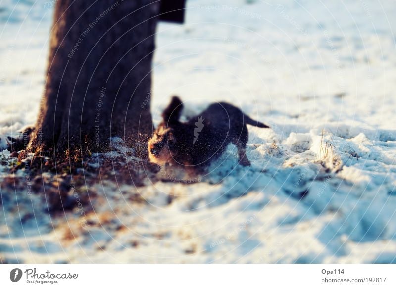 sense of well-being Environment Nature Plant Animal Earth Winter Beautiful weather Snow Tree Meadow Field Pet Dog 1 To enjoy Happy Natural Blue Brown Pink Black