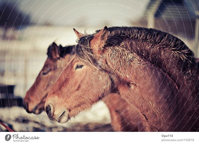 Show me your mane Animal Farm animal Horse 2 Herd Pair of animals Breathe Observe Esthetic Cool (slang) Soft Brown Black White Team "hairy steed stallion Pelt