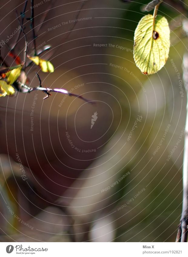 hedge Nature Autumn Beautiful weather Plant Tree Leaf Garden Park Bright Autumnal Thorn Colour photo Subdued colour Exterior shot Close-up Detail