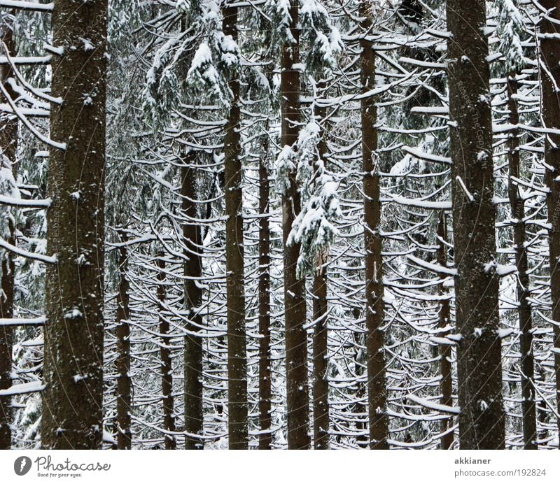 winter forest Environment Nature Landscape Plant Winter Climate Weather Bad weather Ice Frost Snow Tree Forest Mountain Cool (slang) Dark Tall Cold Black White