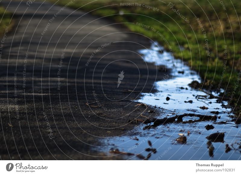 water edge Environment Nature Water Plant wooden stick Meadow Field Puddle Traffic infrastructure Lanes & trails Gray Green Colour photo Exterior shot Deserted