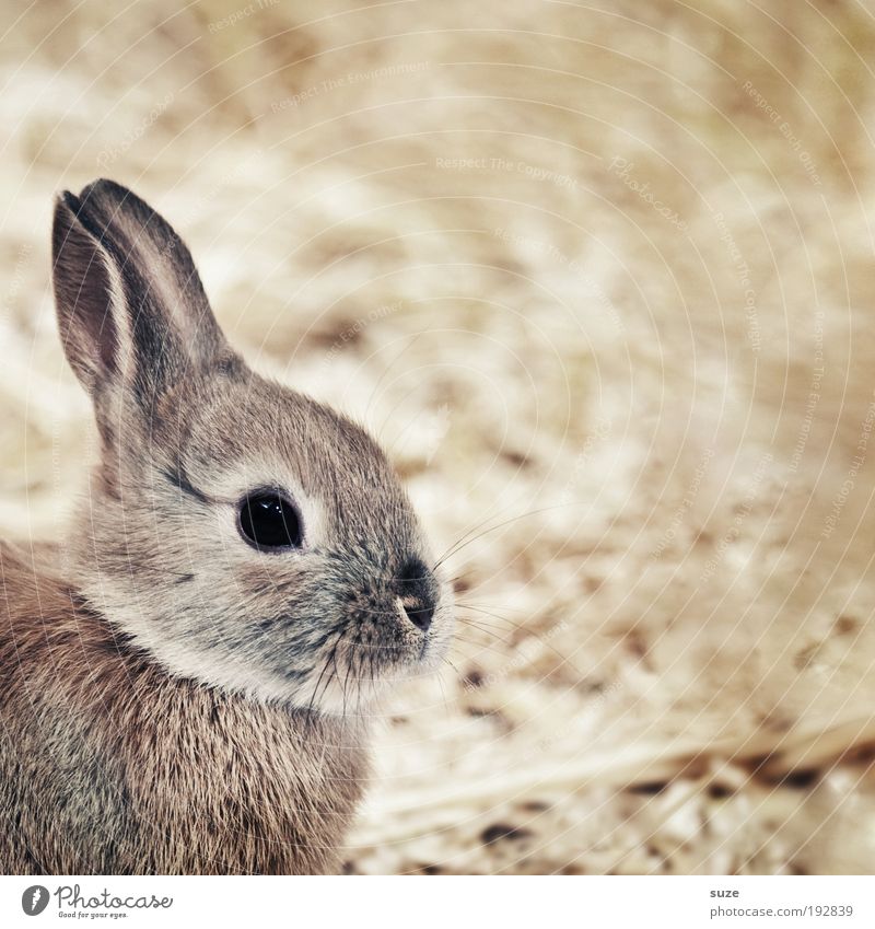 hasi Animal Pet Love of animals Hare & Rabbit & Bunny Ear Straw Barn Animalistic Mammal Easter Bunny Colour photo Subdued colour Interior shot Deserted