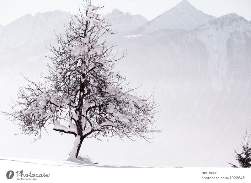 Nature connected Landscape Sky Sunlight Winter Beautiful weather Ice Frost Snow Tree Branch Twigs and branches Mountain Love of nature single tree Snowscape