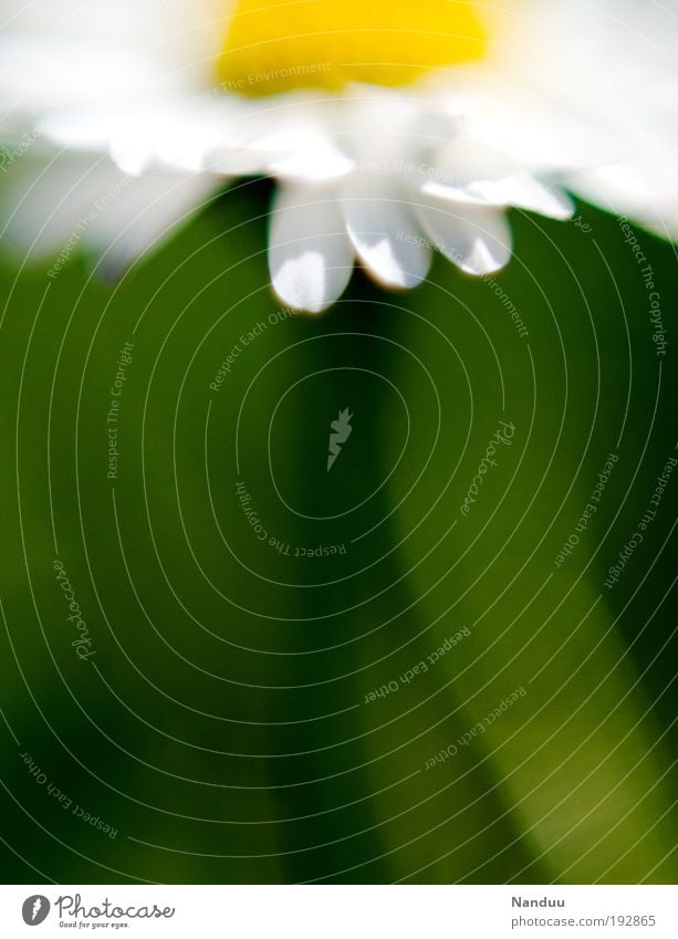 powerflower Environment Nature Plant Flower Daisy Blossoming Green Abstract Summer Spring Esthetic Yellow Seasons Small Daisy Family Ease Background picture