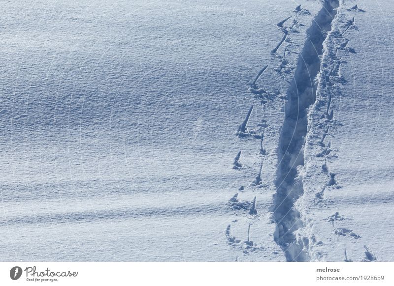 In the footsteps of ... Sports Winter sports walking Stick Landscape Sunlight Beautiful weather Ice Frost Snow Field Tracks Tracking Snowscape snow-covered