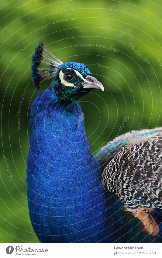 about beauty Animal Bird Animal face Peacock Feather Beak 1 Looking Esthetic Elegant Exotic Glittering Curiosity Beautiful Blue Brown Multicoloured Green