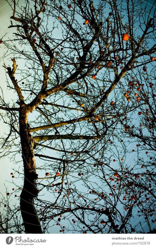 apple Environment Nature Landscape Sky Cloudless sky Winter Beautiful weather Snow Plant Tree Agricultural crop Apple tree Muddled Fruit left hanging Autumn Red