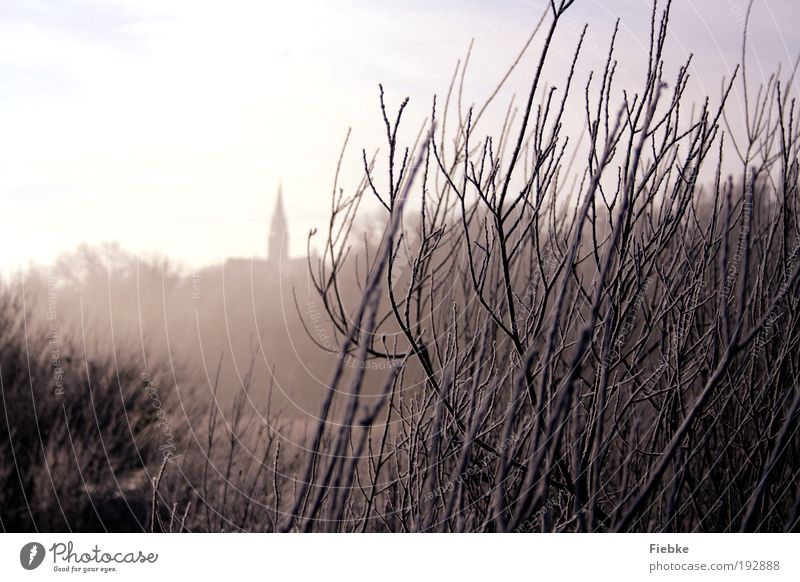 ice age Environment Nature Ice Frost Snow Plant Tree Bushes Village Church Relaxation Cold Wet Gloomy White Calm Loneliness Moody Dream Winter To go for a walk