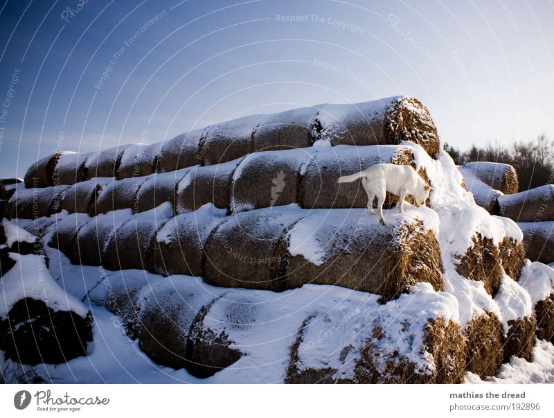 ADVENTURE PLAYGROUND Environment Nature Landscape Cloudless sky Winter Beautiful weather Snow Meadow Field Animal Pet Dog 1 Playing Jump Walk the dog Selection