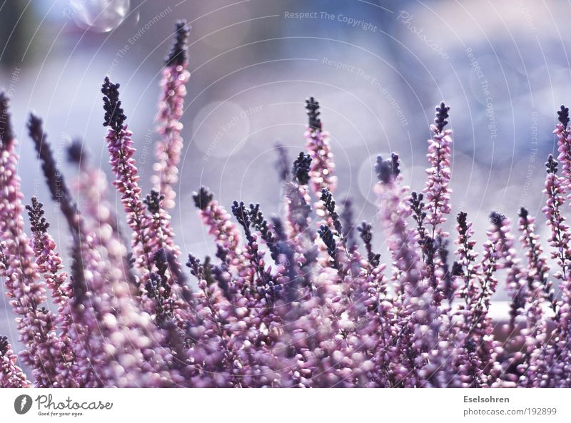 PINk Nature Plant Flower Pot plant Beautiful Violet Pink White Calm Colour photo Exterior shot Close-up Copy Space top Day Light (Natural Phenomenon) Blur