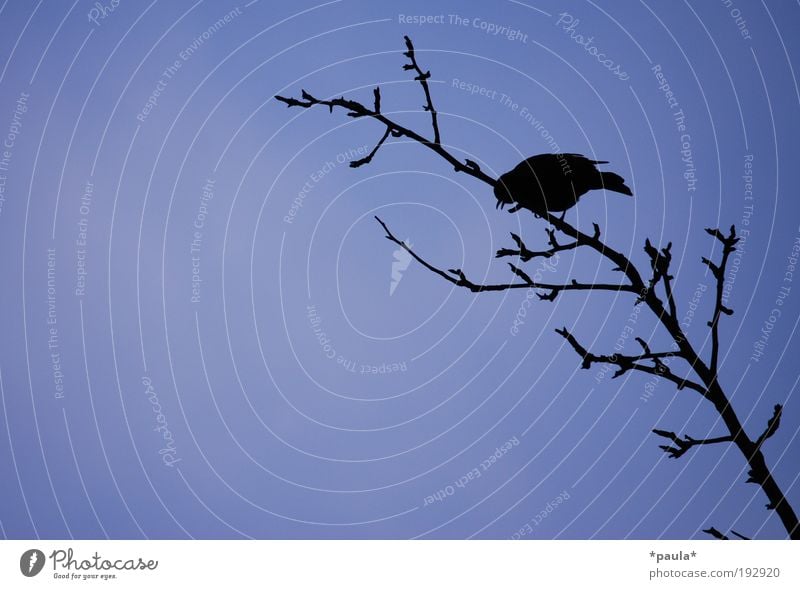 High up! Freedom Nature Air Sky Autumn Tree Animal Wild animal Bird 1 Observe Discover Dark Simple Blue Black Power Peaceful Dream Wanderlust Loneliness