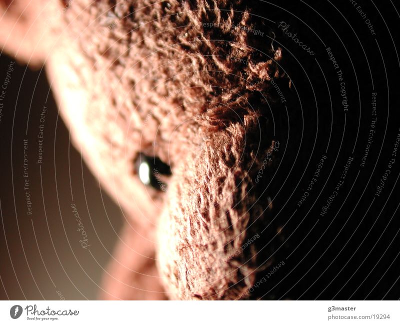 Bruummm Teddy bear Button eyes Brown Bright light Pelt Overexposure Close-up