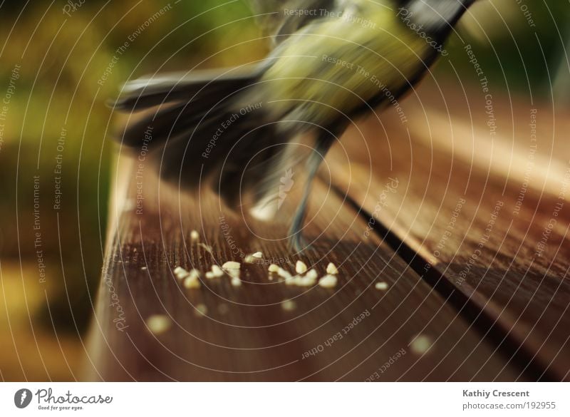 An almost perfect tit portrait... Animal Wild animal Bird Wing 1 Movement Flying Feeding Hunting Elegant Brash Free Near Speed Brown Yellow Green Spring fever