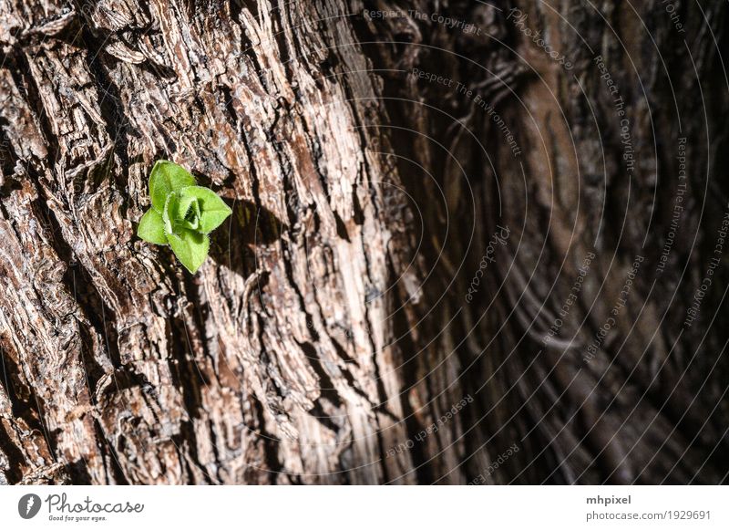 newbie Nature Spring Plant Tree Leaf Foliage plant Wood Growth Power Colour photo Exterior shot Close-up Detail Structures and shapes Day Contrast