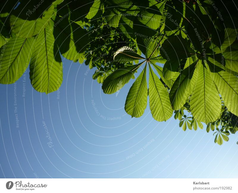 scroll. Beautiful Life Harmonious Summer Environment Nature Plant Sky Sunlight Spring Beautiful weather Tree Leaf Green Growth Chestnut tree Colour photo