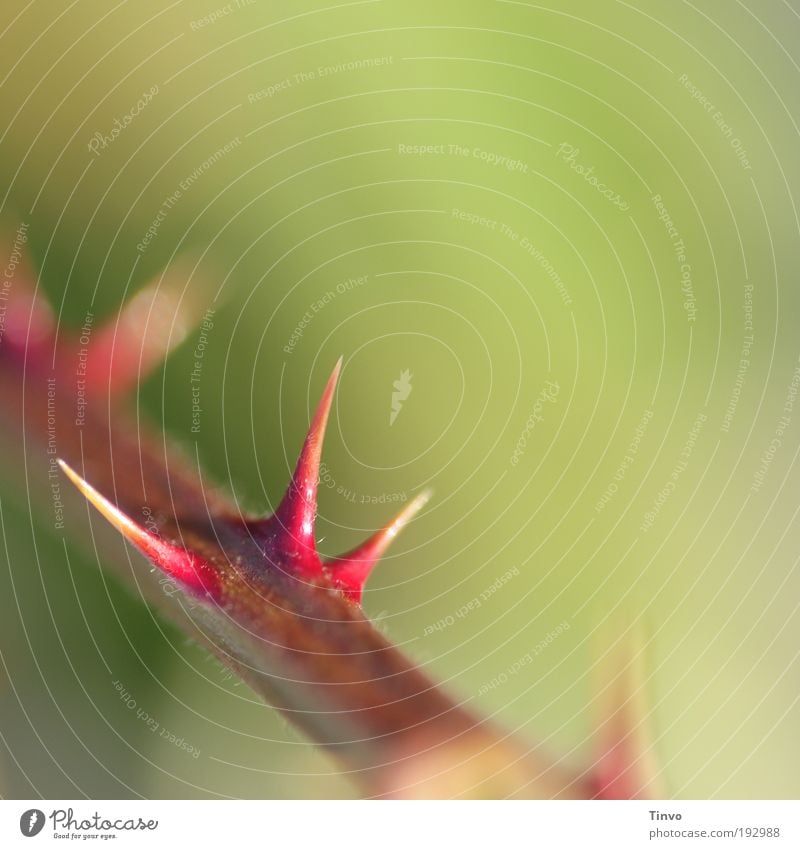 defensive attitude Nature Plant Beautiful weather Bushes Park Thin Point Thorny Brown Green Red Blackberry Protective Risk of injury Colour photo Exterior shot