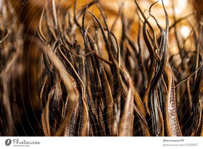 Close up of dried eel on Bukittinggi market Food Fish Nutrition Eating Asian Food Vacation & Travel Culture Indonesia Diet Brown Adventure Whimsical Sumatra dry