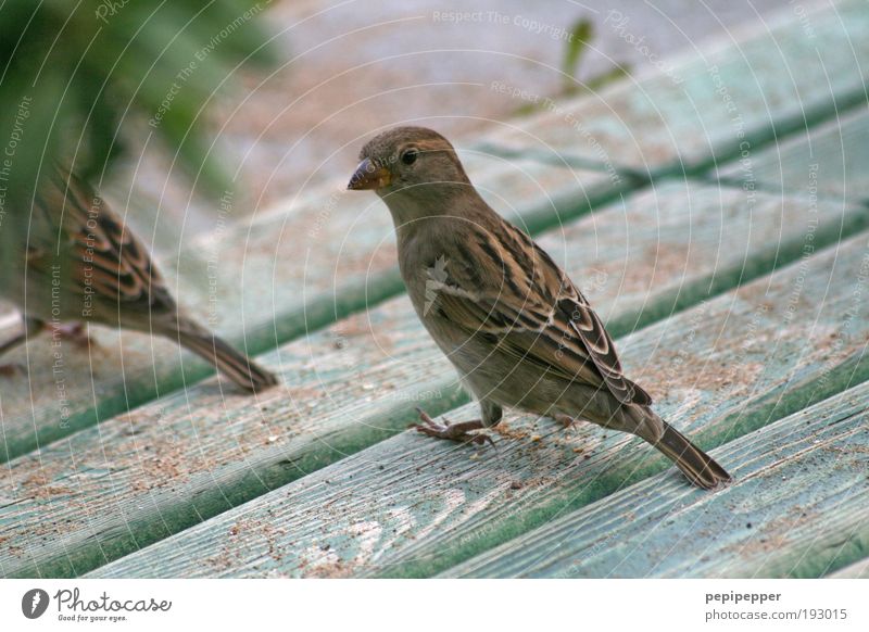 shoulder look Nature Sand Garden Park Animal Bird 2 Wood Sparrow Feeding Colour photo Exterior shot Day Shallow depth of field Central perspective