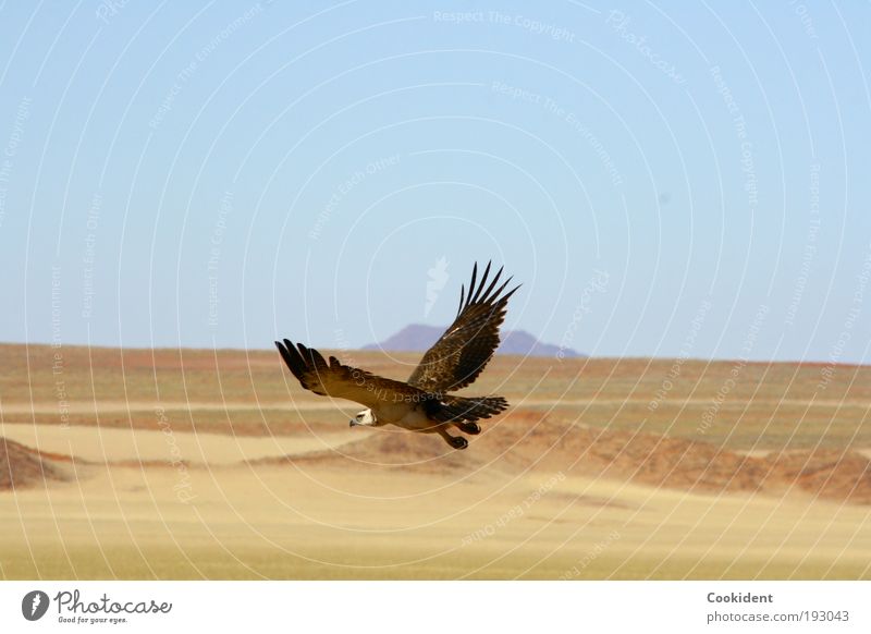 Hunting Elegant Far-off places Freedom Nature Landscape Cloudless sky Desert Animal Bird Wing 1 Flying Watchfulness hunting instinct Colour photo Exterior shot