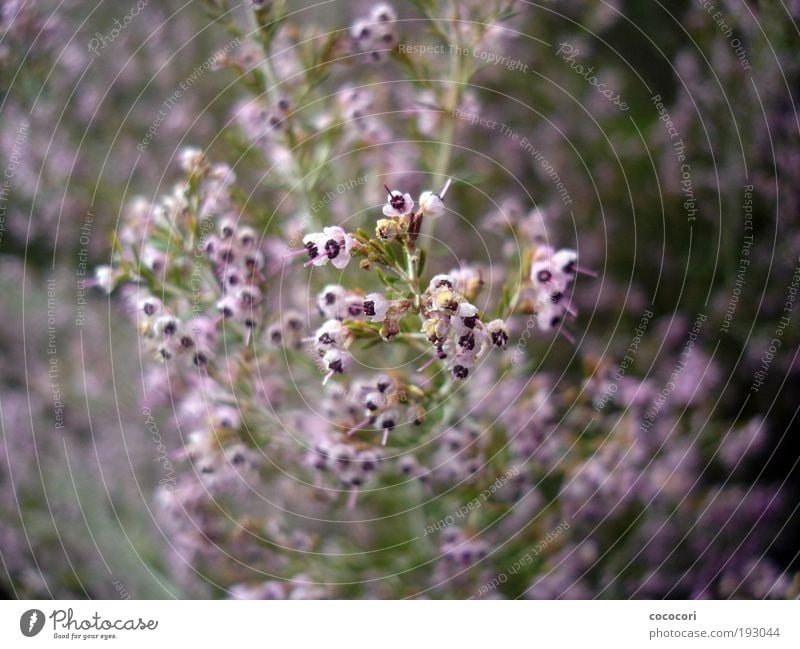 flower frenzy Nature Plant Summer Bushes Blossom Fresh Natural Positive Green Violet Pink Mountain heather South Africa Colour photo Exterior shot Day Blur