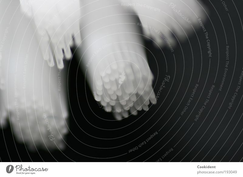 The toothbrush Personal hygiene Bathroom Brush Toothbrush Plastic Utilize Cleaning White Macro (Extreme close-up) Deserted Neutral Background