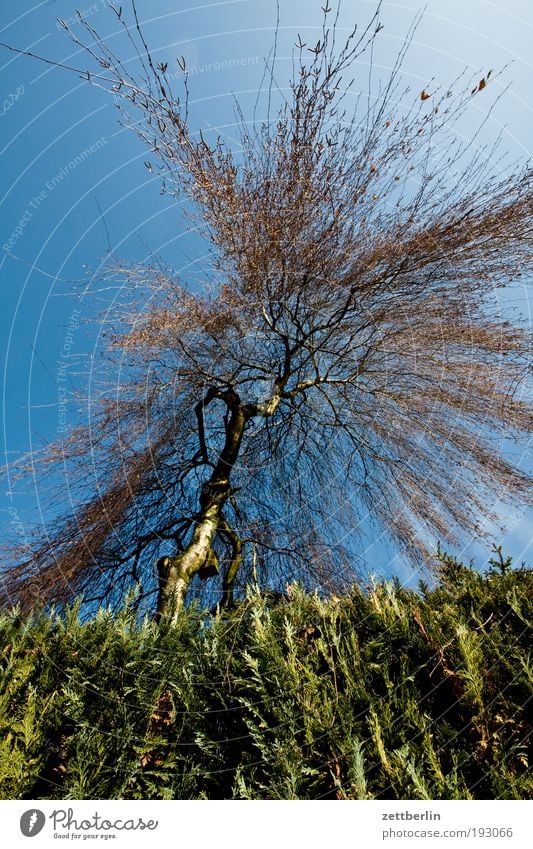 birch Tree Birch tree Tree trunk Branch Twig Nature Hedge Park Garden Neighbor Real estate Worm's-eye view Steep Sky Blue Blue sky Sky blue Explosion Dynamics