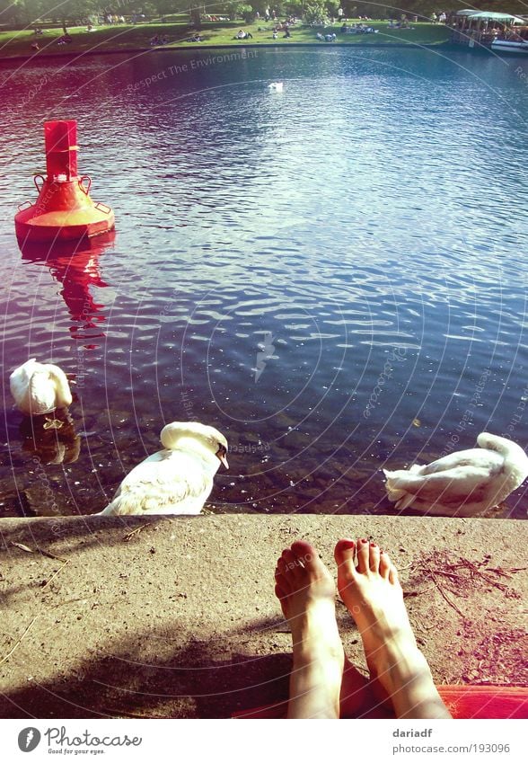 sunny feet Lifestyle Relaxation Swimming & Bathing City trip Summer Sun Sunbathing Feet Park River Berlin Capital city Swan Water To enjoy Lie Warmth