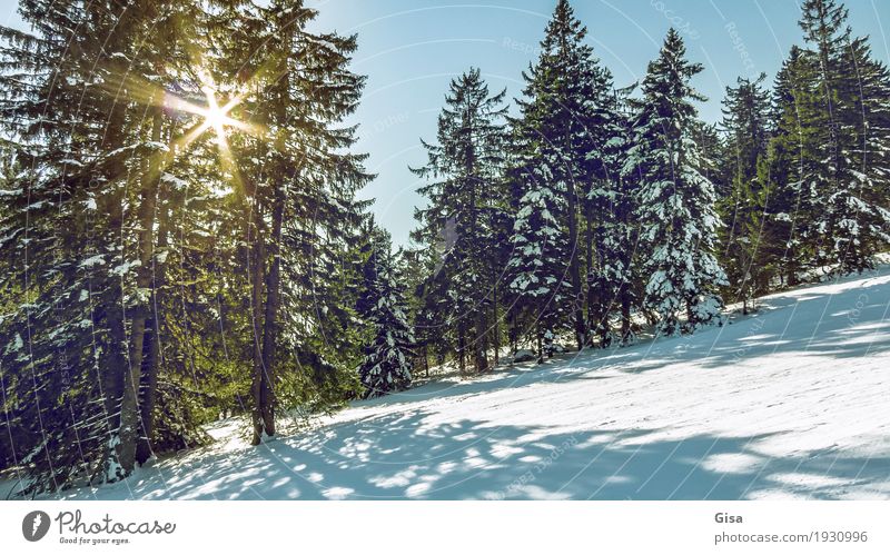 Sunrays fall through the branches of the spruces. Lifestyle Skiing Snowboarding Snow hiking Tourism Trip Adventure Freedom Winter Nature Landscape Sunlight