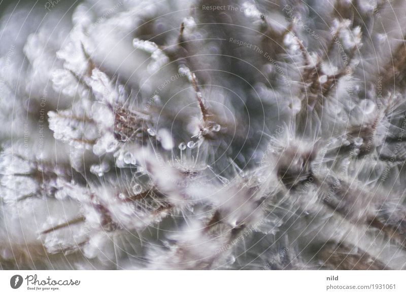 close up Environment Nature Autumn Ice Frost Plant Blossom Meadow White Dew Colour photo Subdued colour Exterior shot Close-up Detail Macro (Extreme close-up)